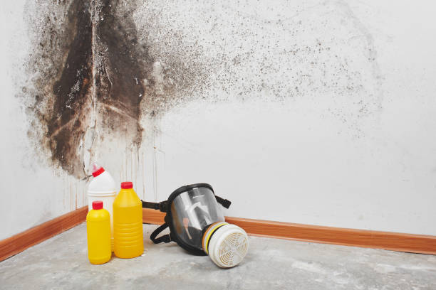 Best Crawl Space Mold Removal  in Woodland Beach, MI