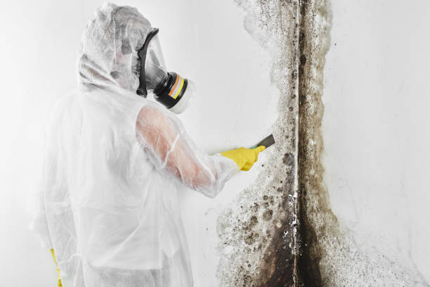 Best Black Mold Removal  in Woodland Beach, MI