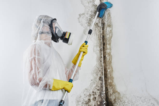 Best Fast Mold Removal  in Woodland Beach, MI