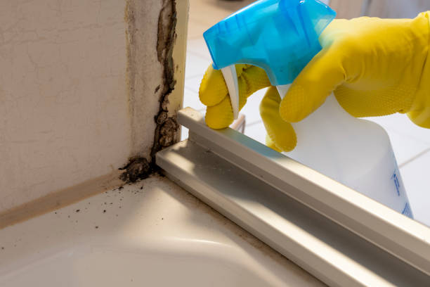 Crawl Space Mold Removal in Woodland Beach, MI
