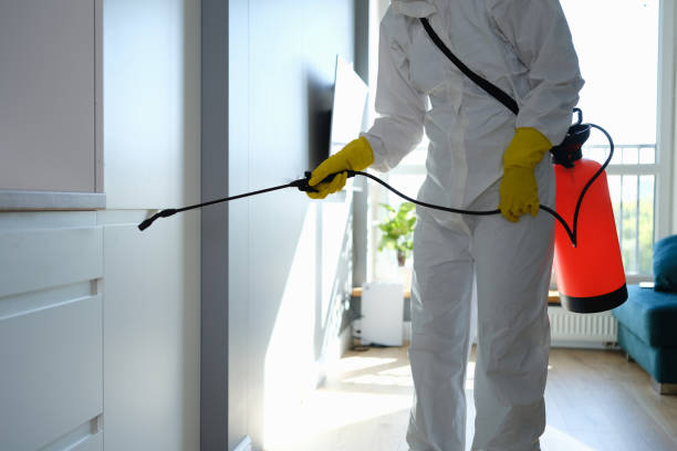 Best Best Mold Removal Companies  in Woodland Beach, MI