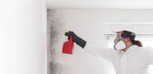 Best Mold Removal Near Me  in Woodland Beach, MI