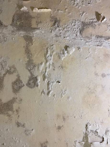 Best Same-Day Mold Removal  in Woodland Beach, MI