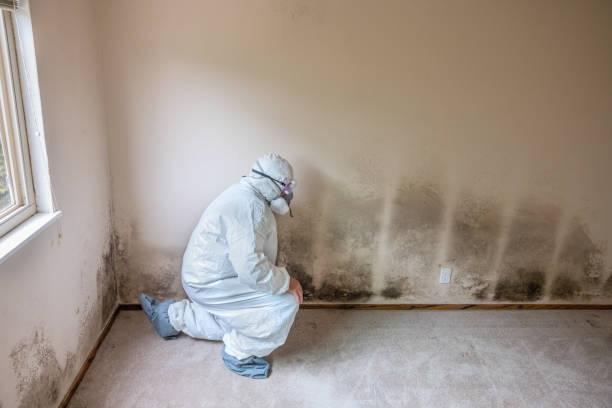 Best Professional Mold Removal  in Woodland Beach, MI